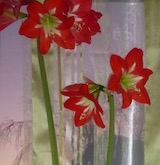 Blume