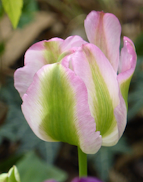 Lotusblüten