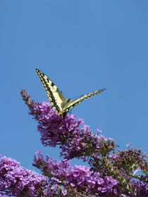 Schmetterling